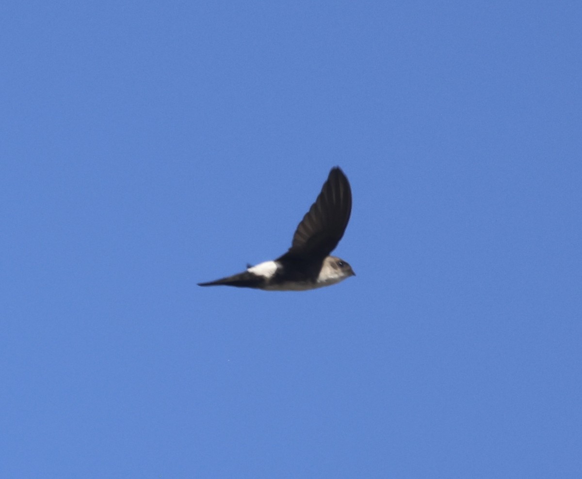 Antillean Palm Swift - ML647895879