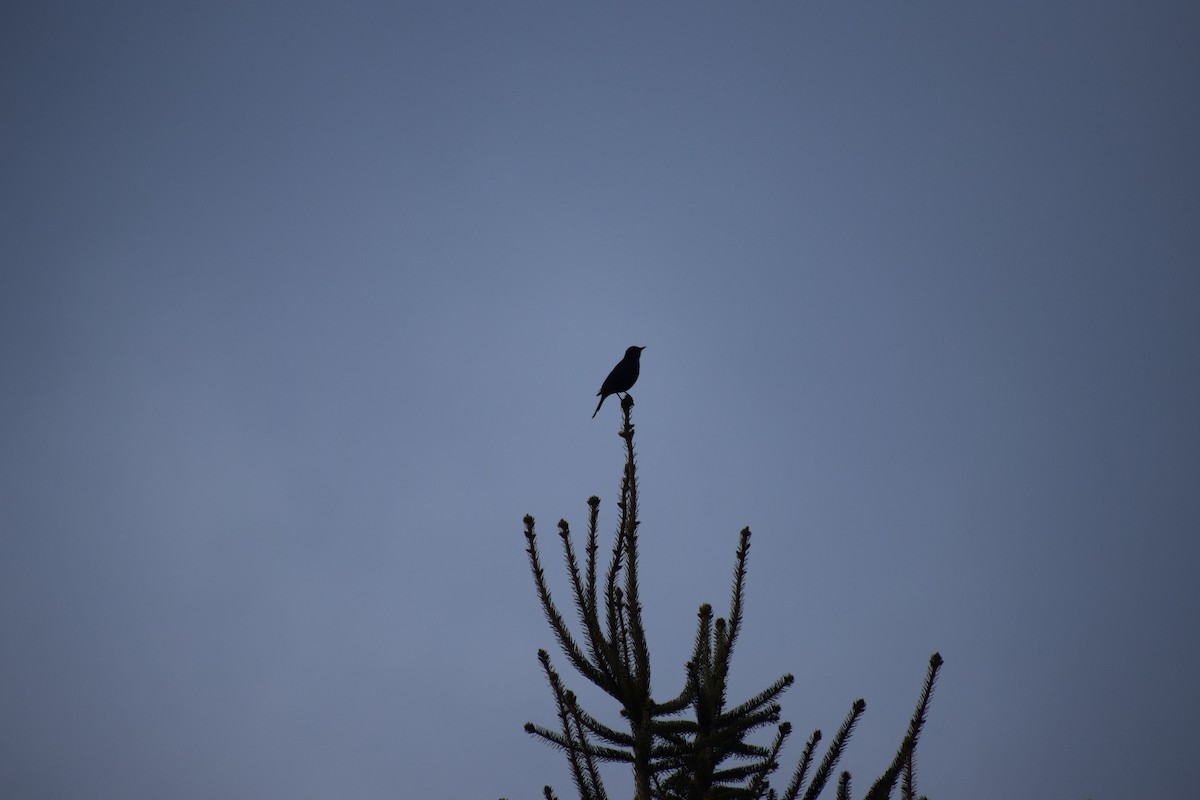 Eurasian Blackbird - ML647895881