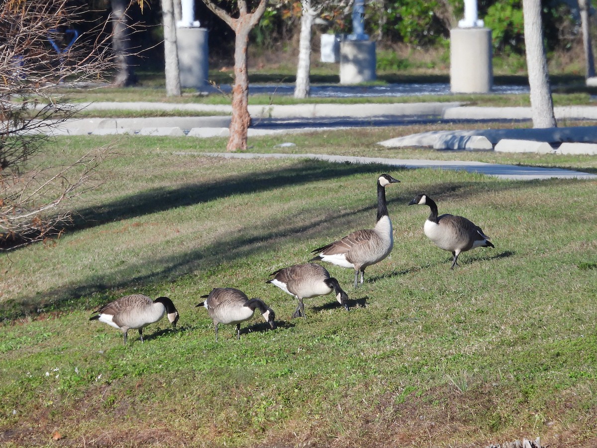 Canada Goose - ML647895884