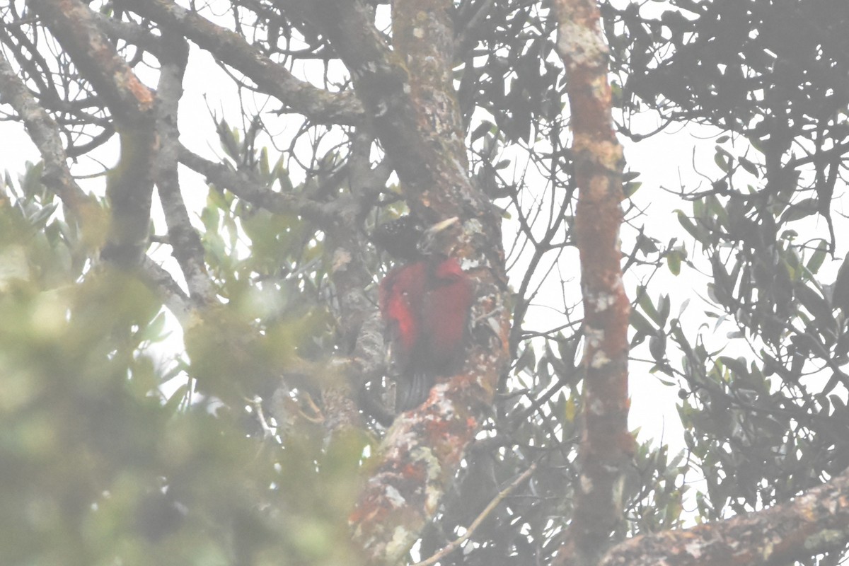 Crimson-backed Flameback - ML647895885