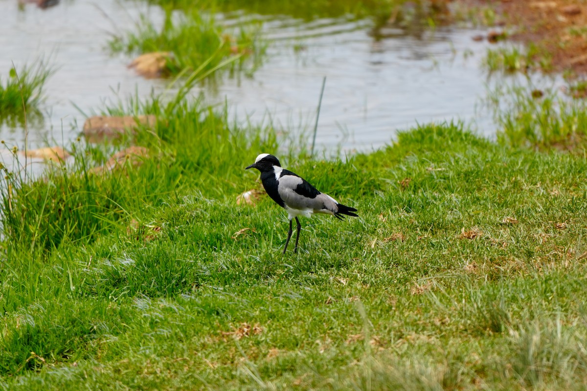 Blacksmith Lapwing - ML647895886