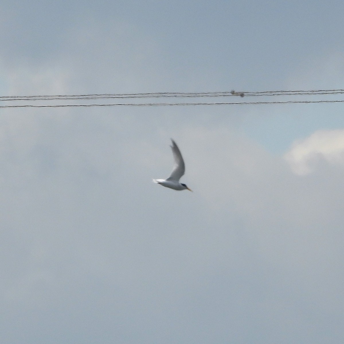 Little Tern - ML647895887