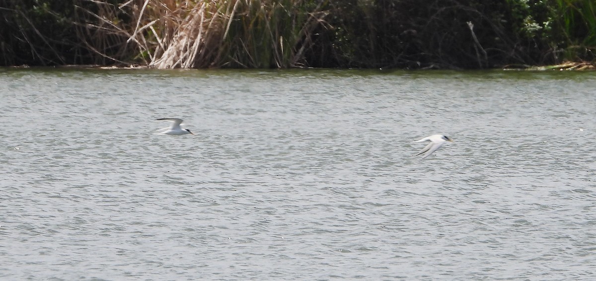 Little Tern - ML647895888