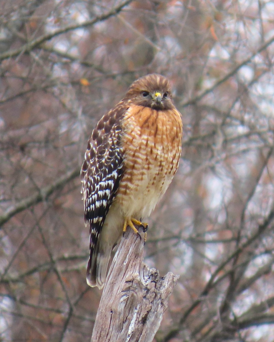 Red-shouldered Hawk - ML647895890