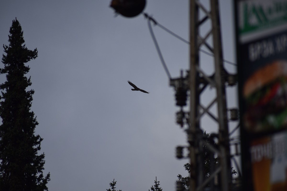 Common Buzzard - ML647895891