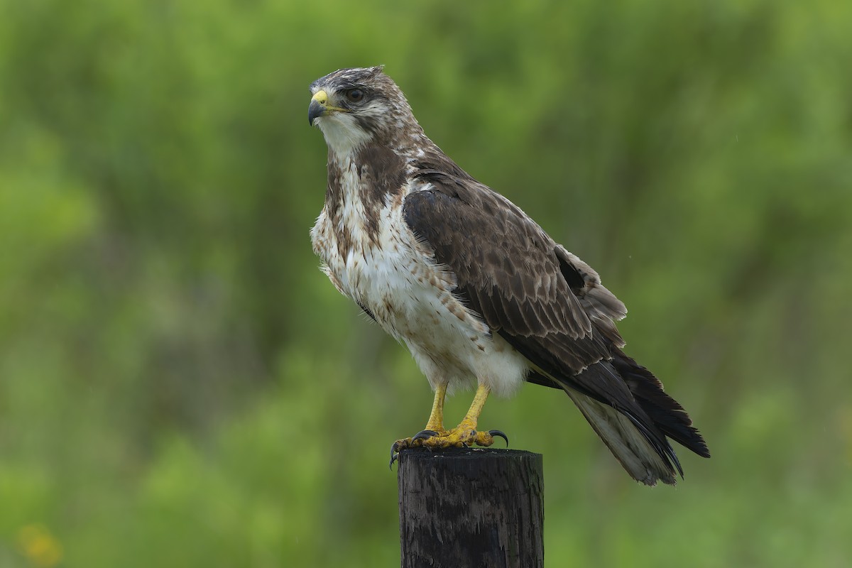 Swainson's Hawk - ML647895893