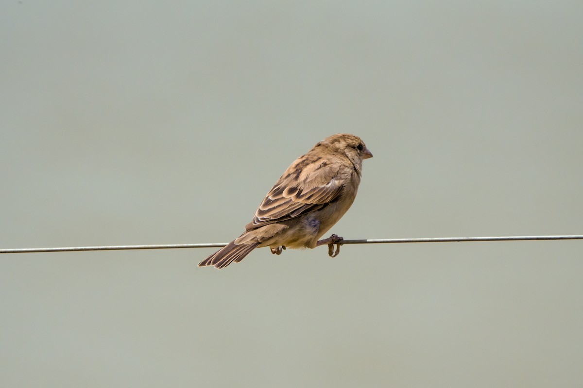 House Sparrow - ML647895899