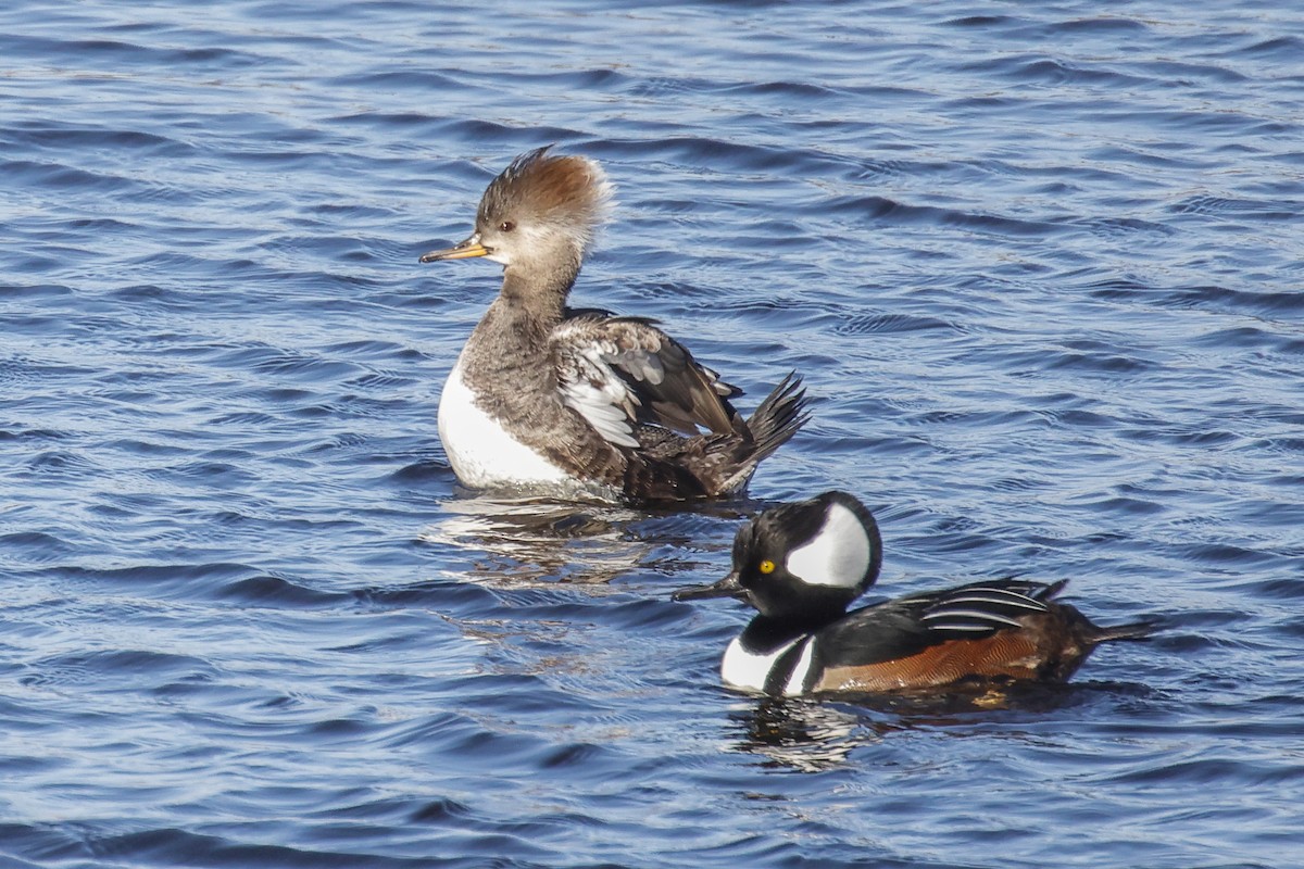 Hooded Merganser - ML647895902