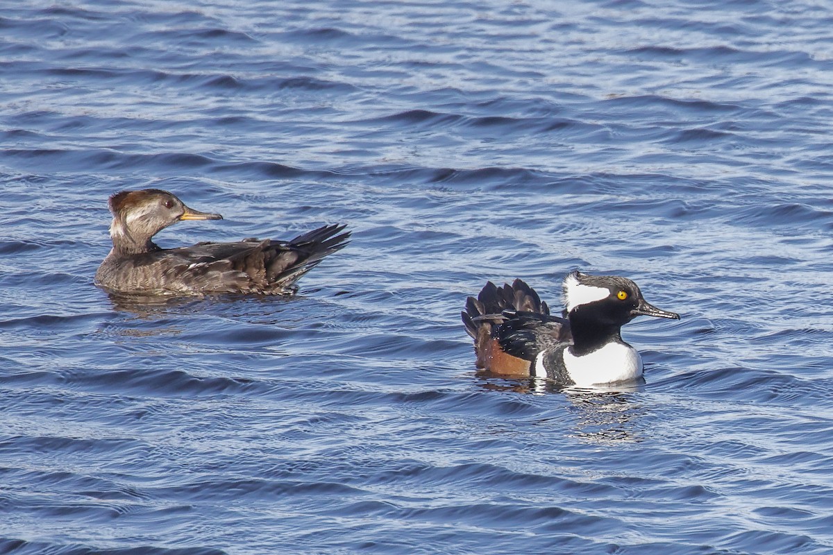 Hooded Merganser - ML647895903