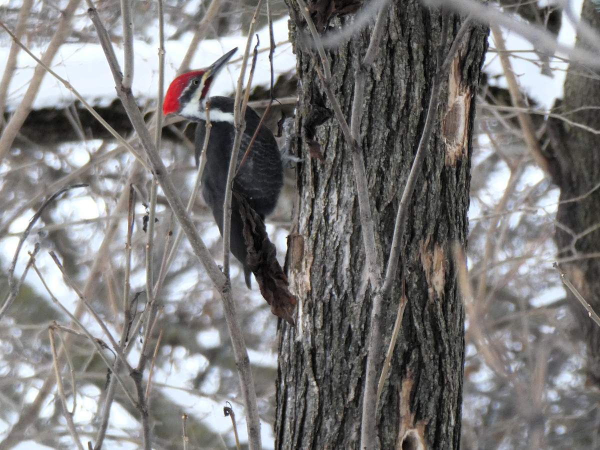 Pileated Woodpecker - ML647895904