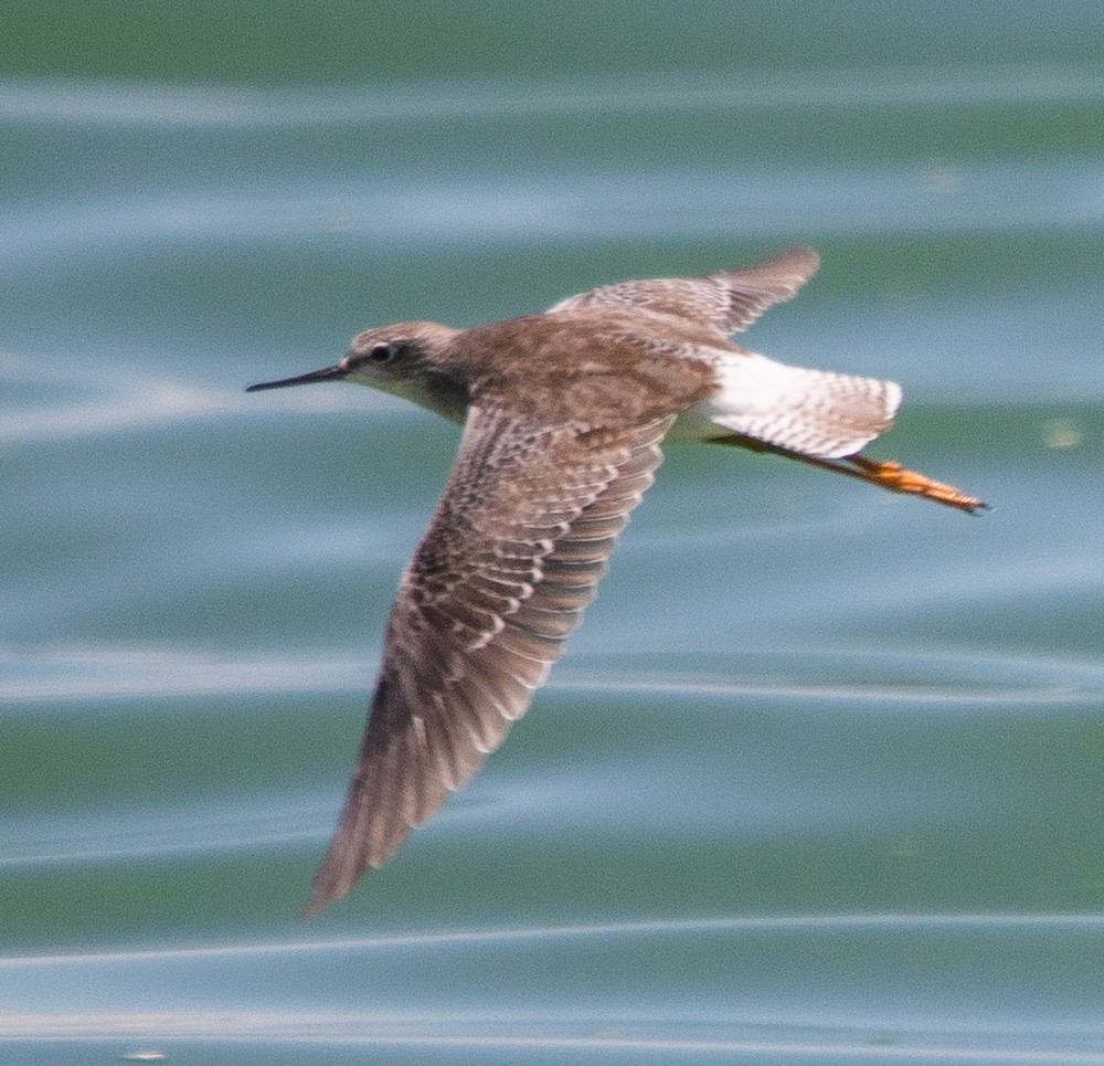 Lesser Yellowlegs - ML647895906