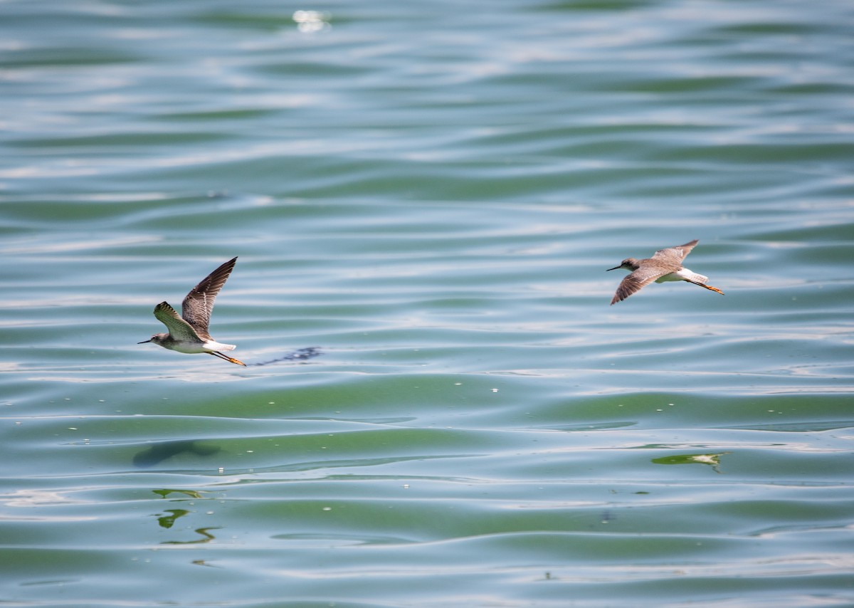 Lesser Yellowlegs - ML647895907