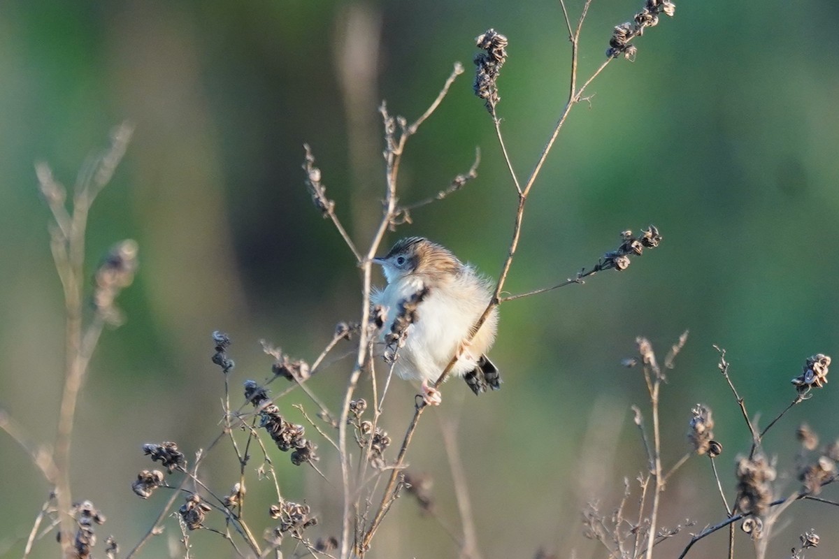 Meadow Pipit - ML647895908