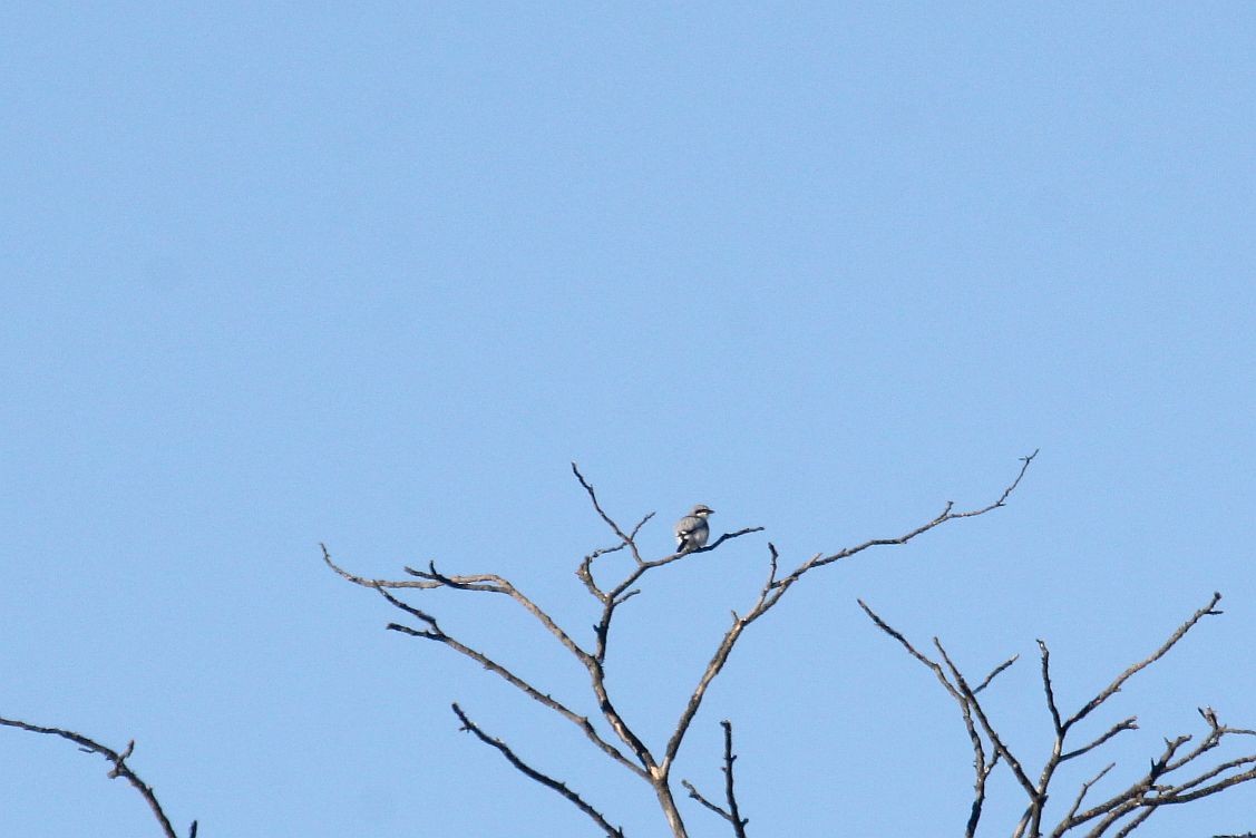 Great Gray Shrike - ML647895909