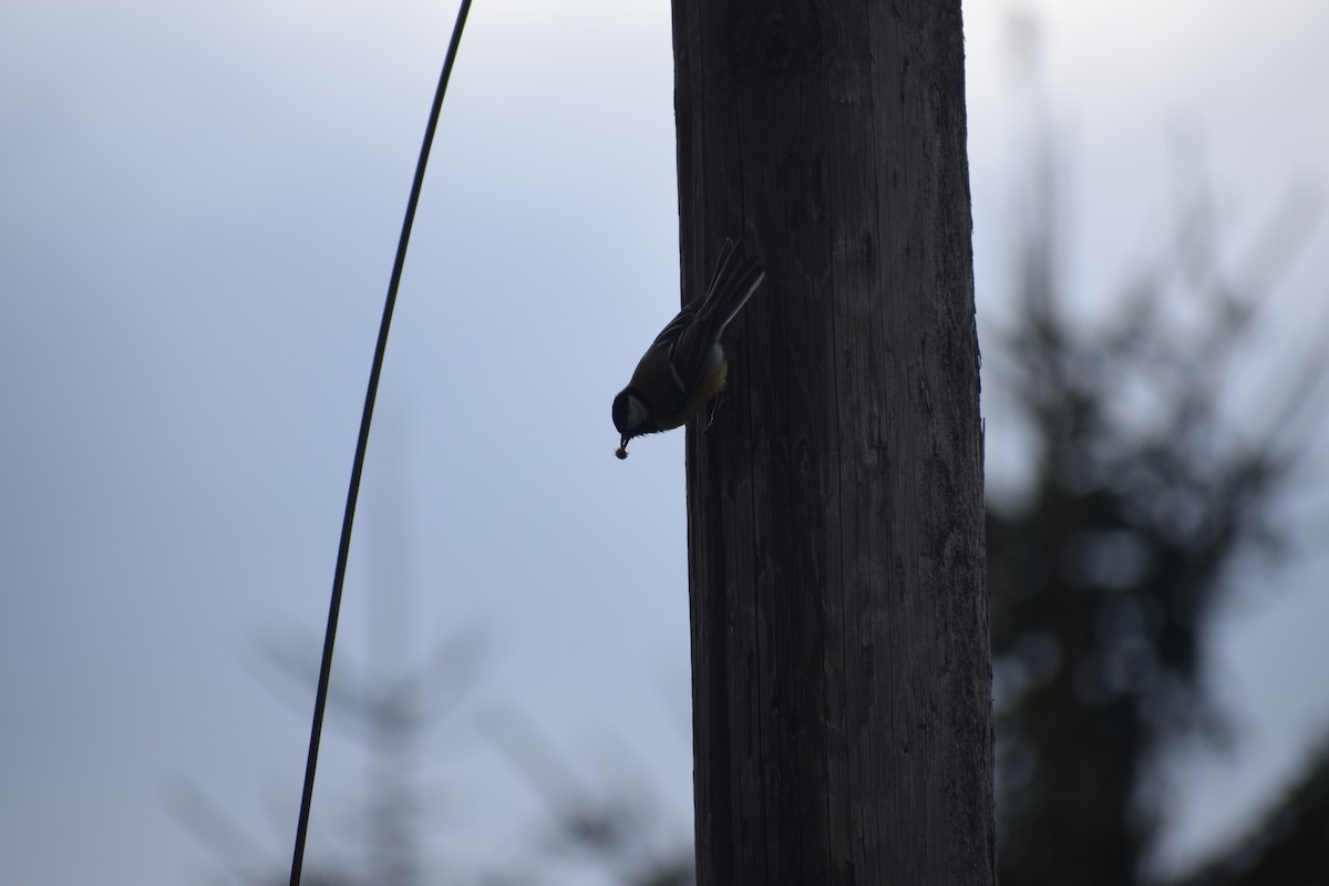 Great Tit - ML647895911