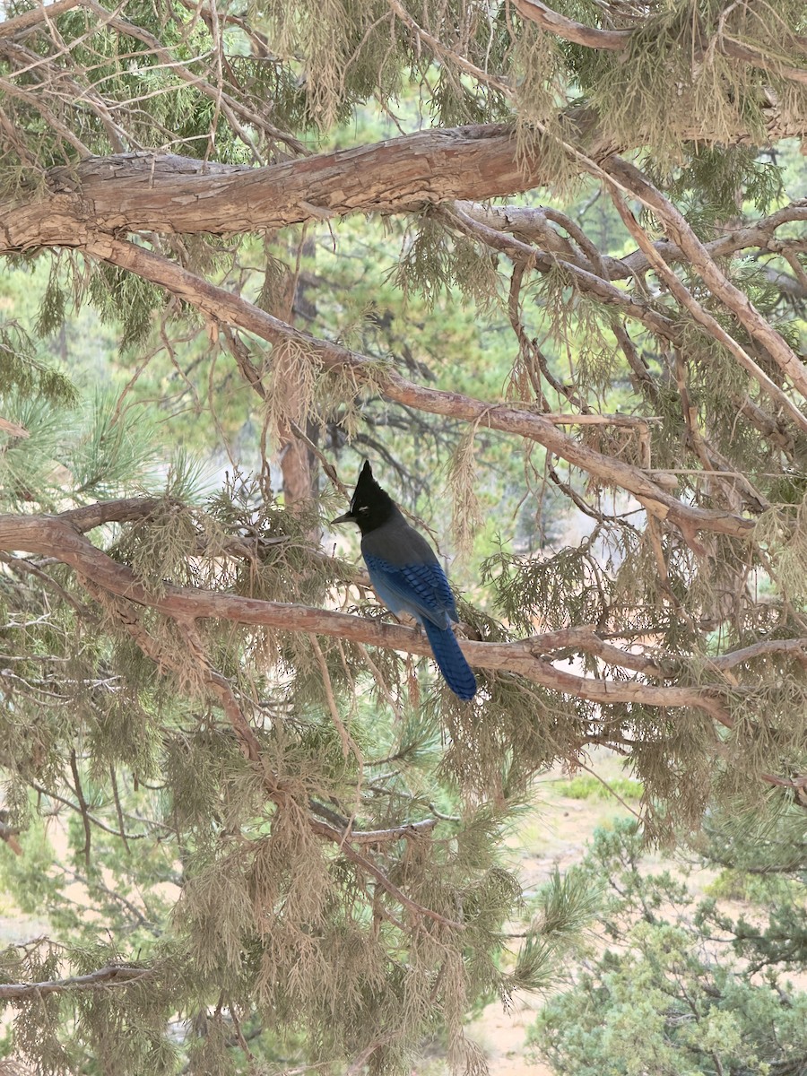 Steller's Jay - ML647895915