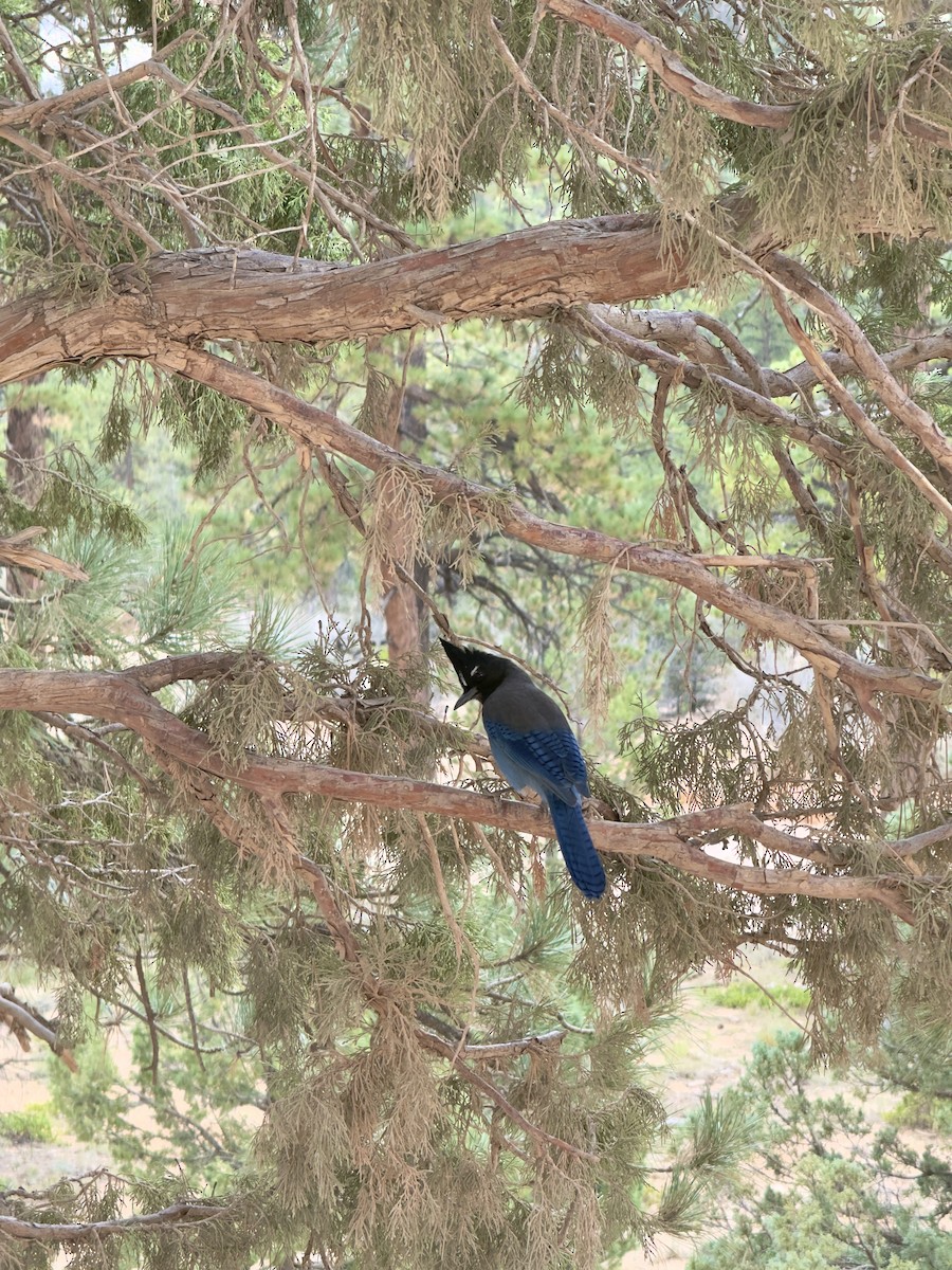 Steller's Jay - ML647895916