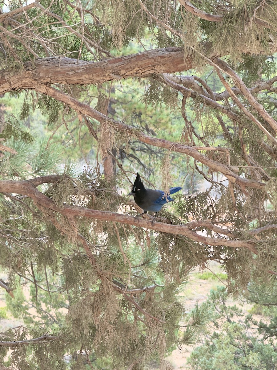 Steller's Jay - ML647895917