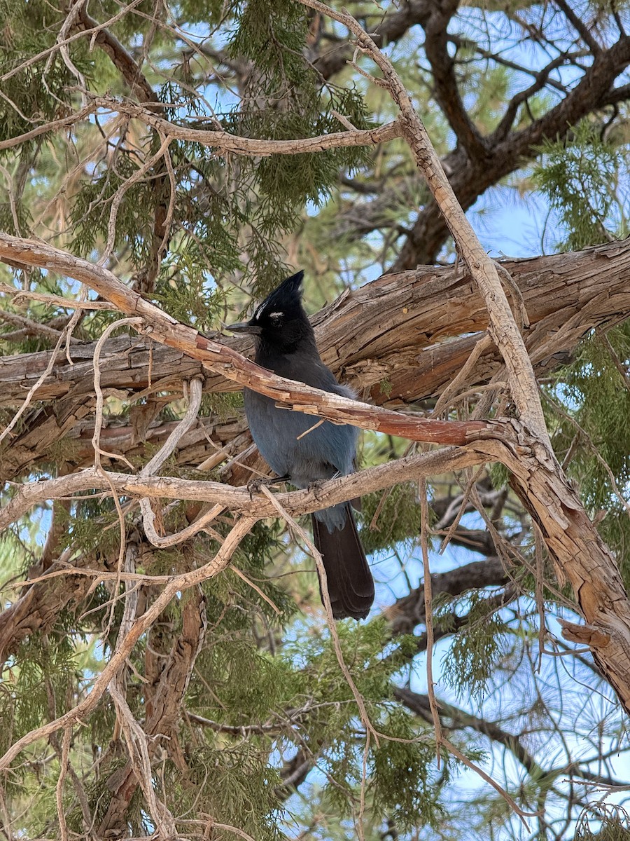 Steller's Jay - ML647895918