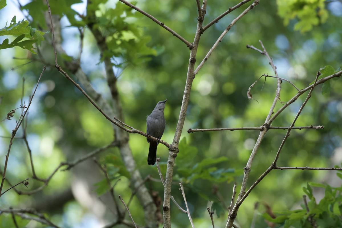 drozdec černohlavý - ML647895973