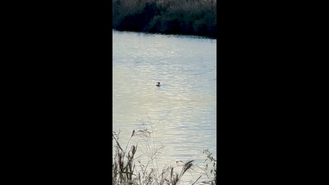 Wood Duck - ML647896012