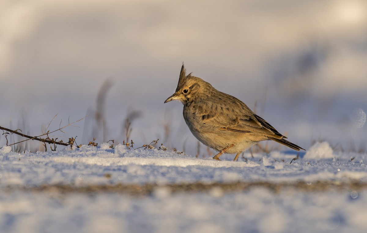 Crested Lark - ML647896025