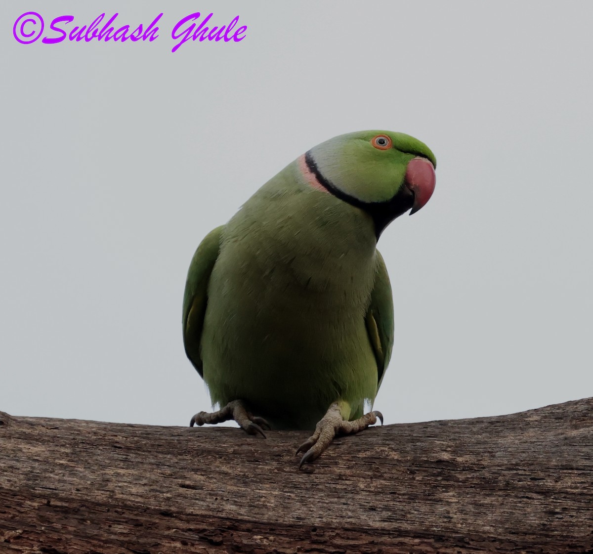 Papagai alexandriarra - ML647896055