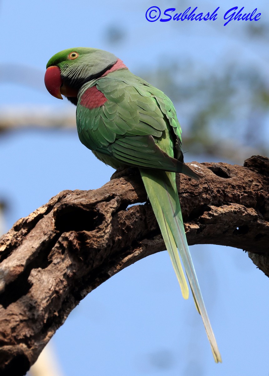 Papagai alexandriarra - ML647896056