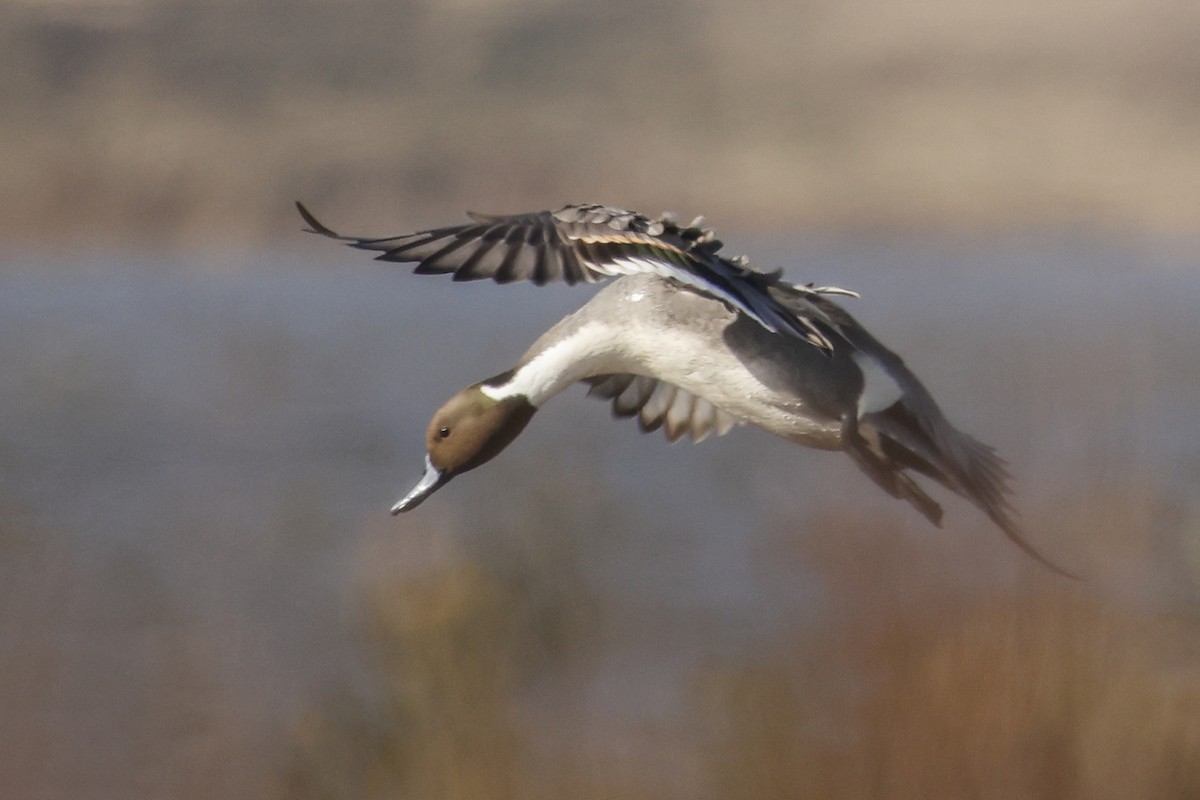 Ahate buztanluzea - ML647896058