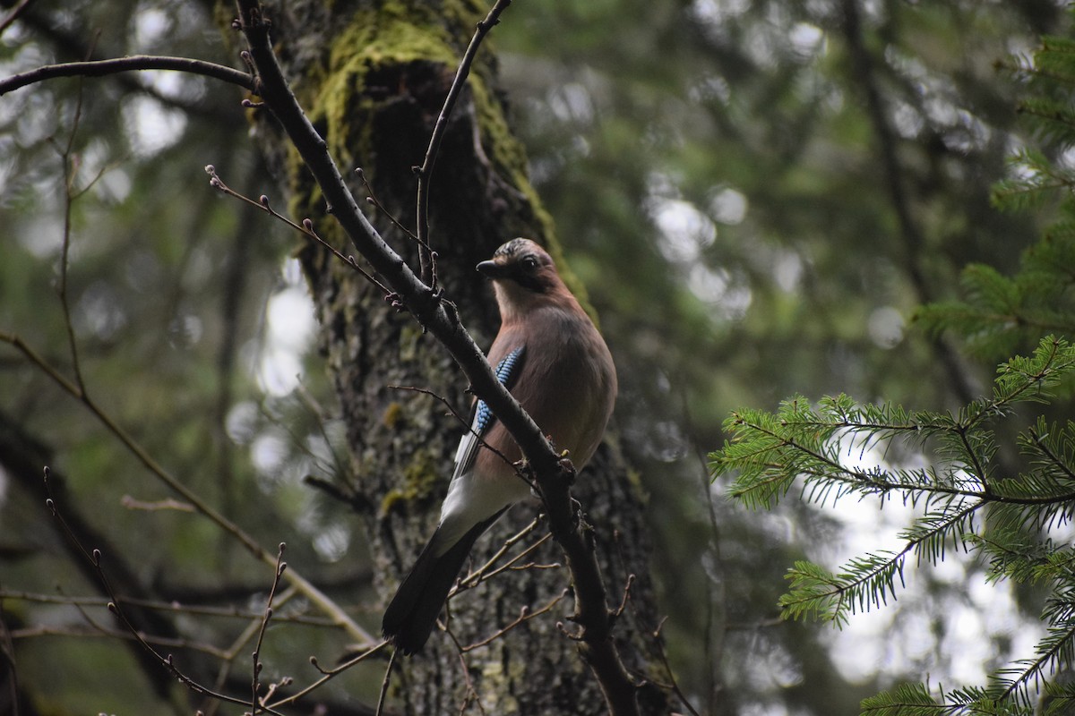 Eskinoso eurasiarra - ML647896063