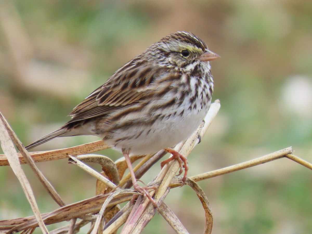 Savannah Sparrow - ML647896064