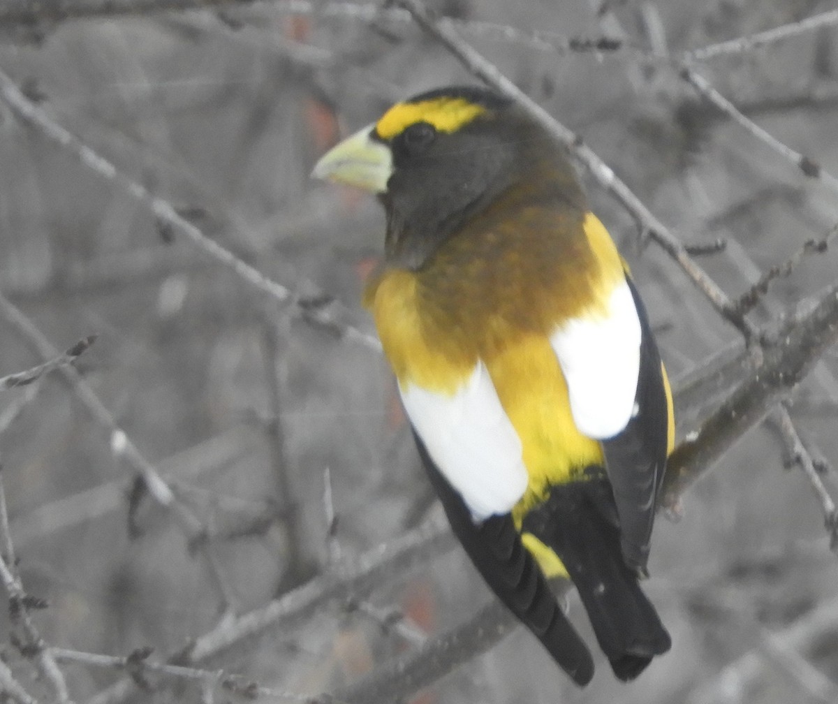 Mokolodi bekainoria - ML647896065