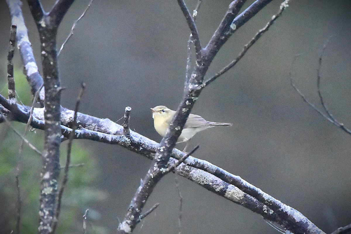 Txio kaukasoarra - ML647896067