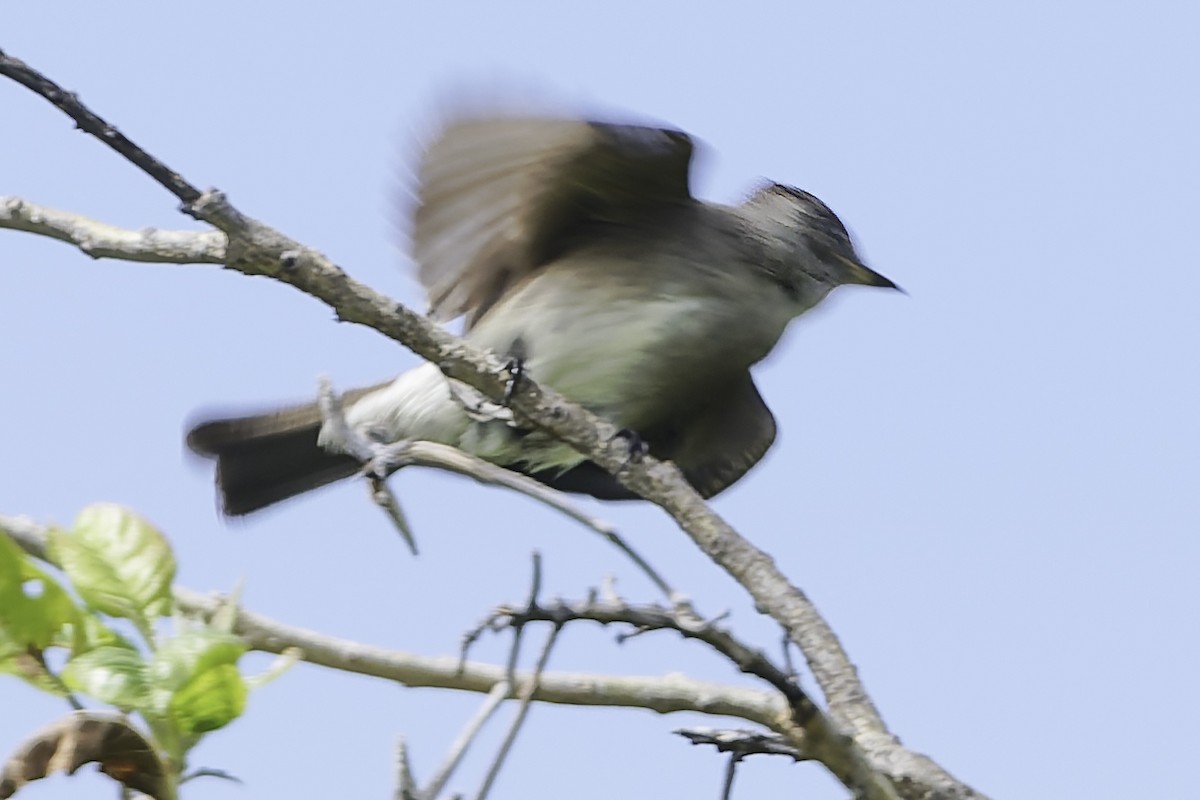 Olive-sided Flycatcher - ML647896068