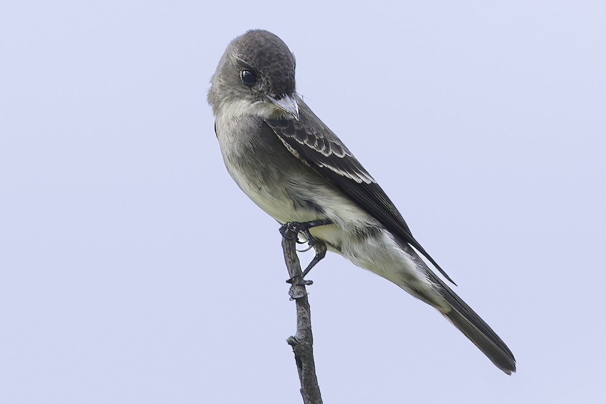 Olive-sided Flycatcher - ML647896069