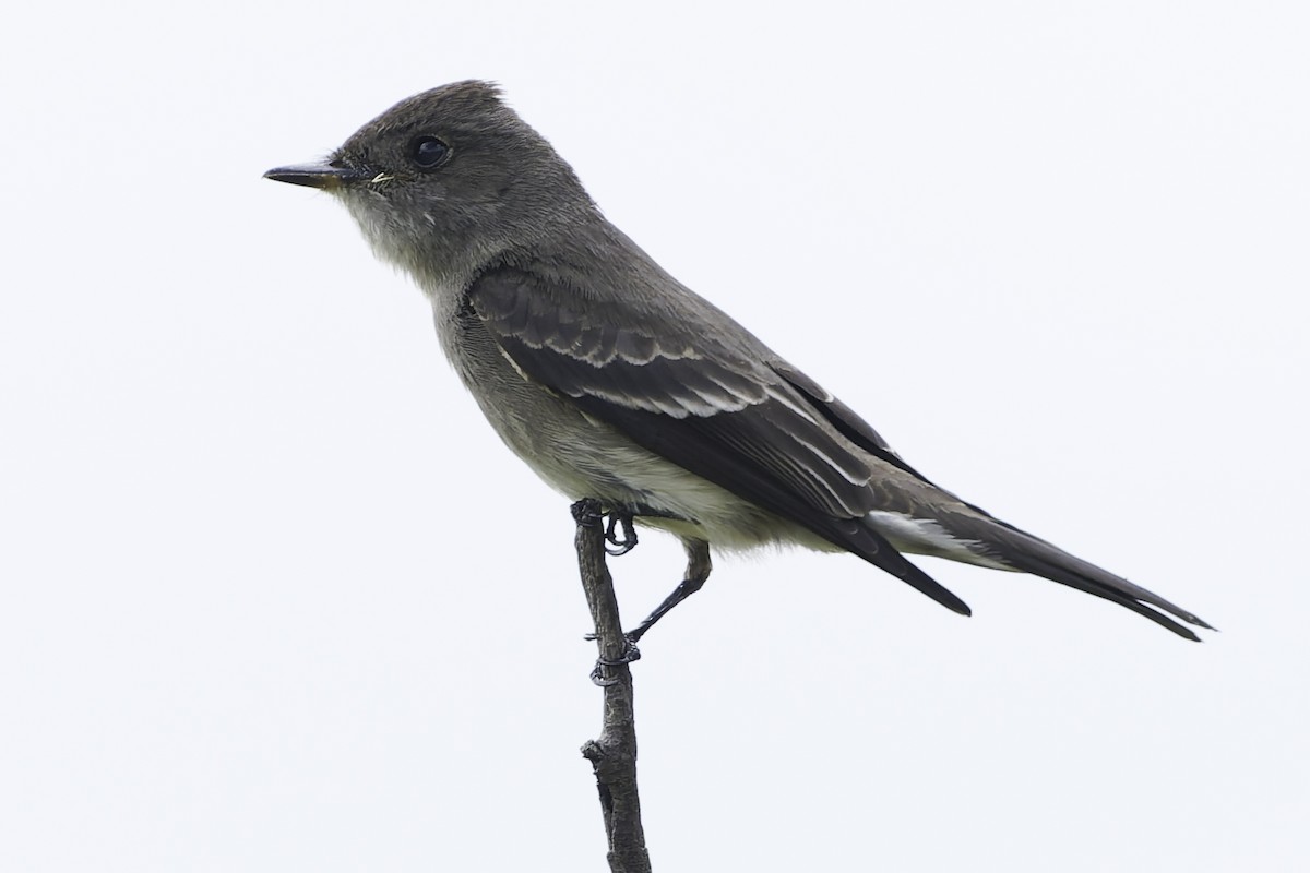 Olive-sided Flycatcher - ML647896070