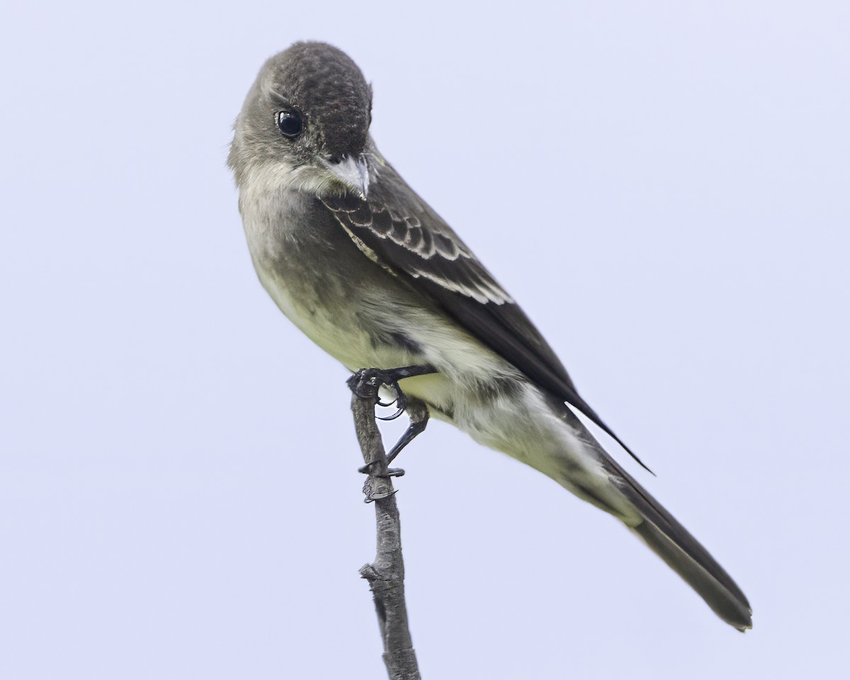 Olive-sided Flycatcher - ML647896071