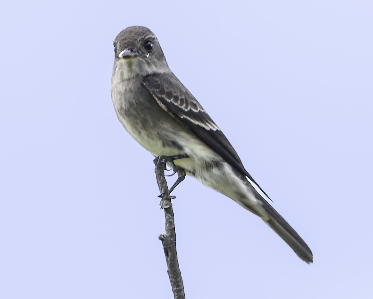 Olive-sided Flycatcher - ML647896072