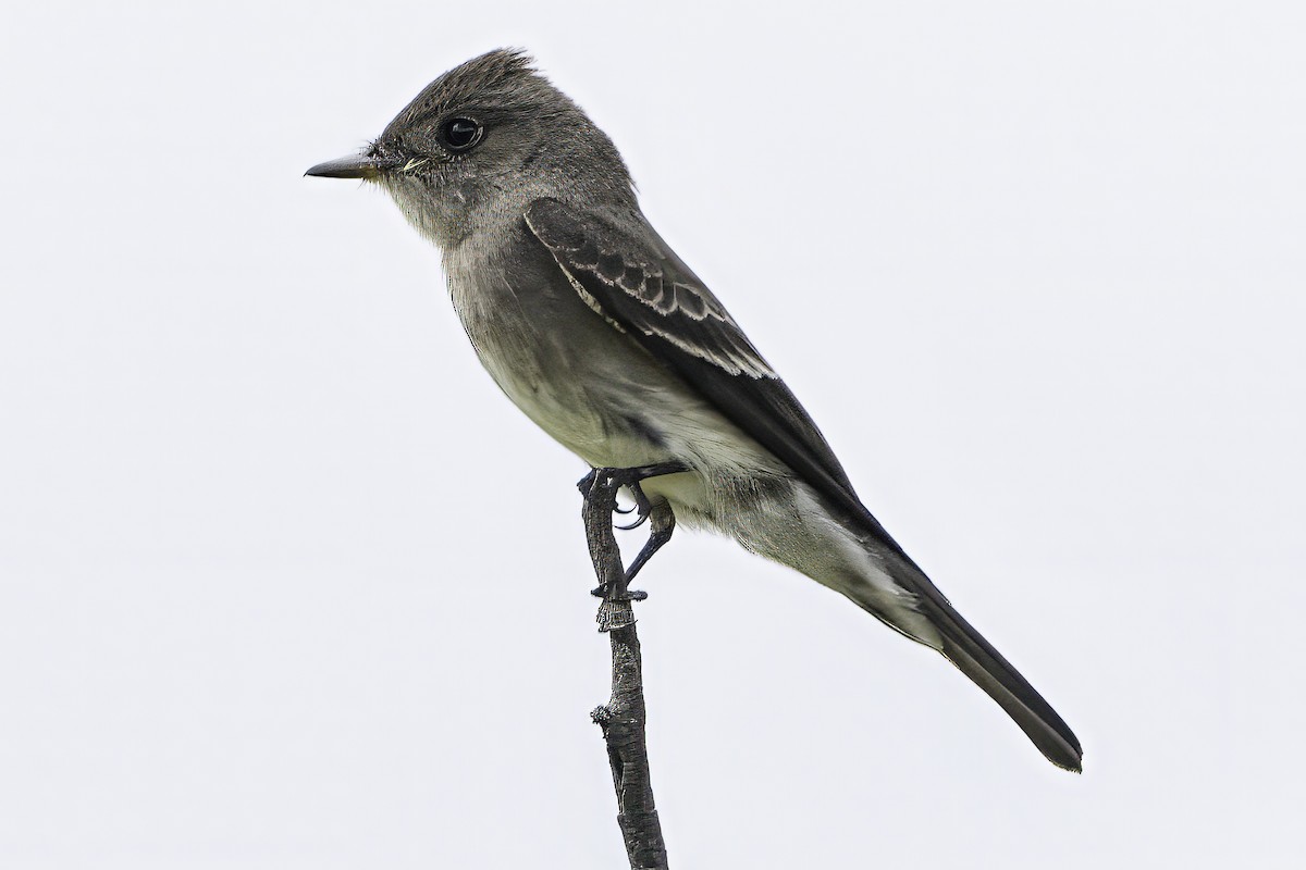 Western Wood-Pewee - ML647896073
