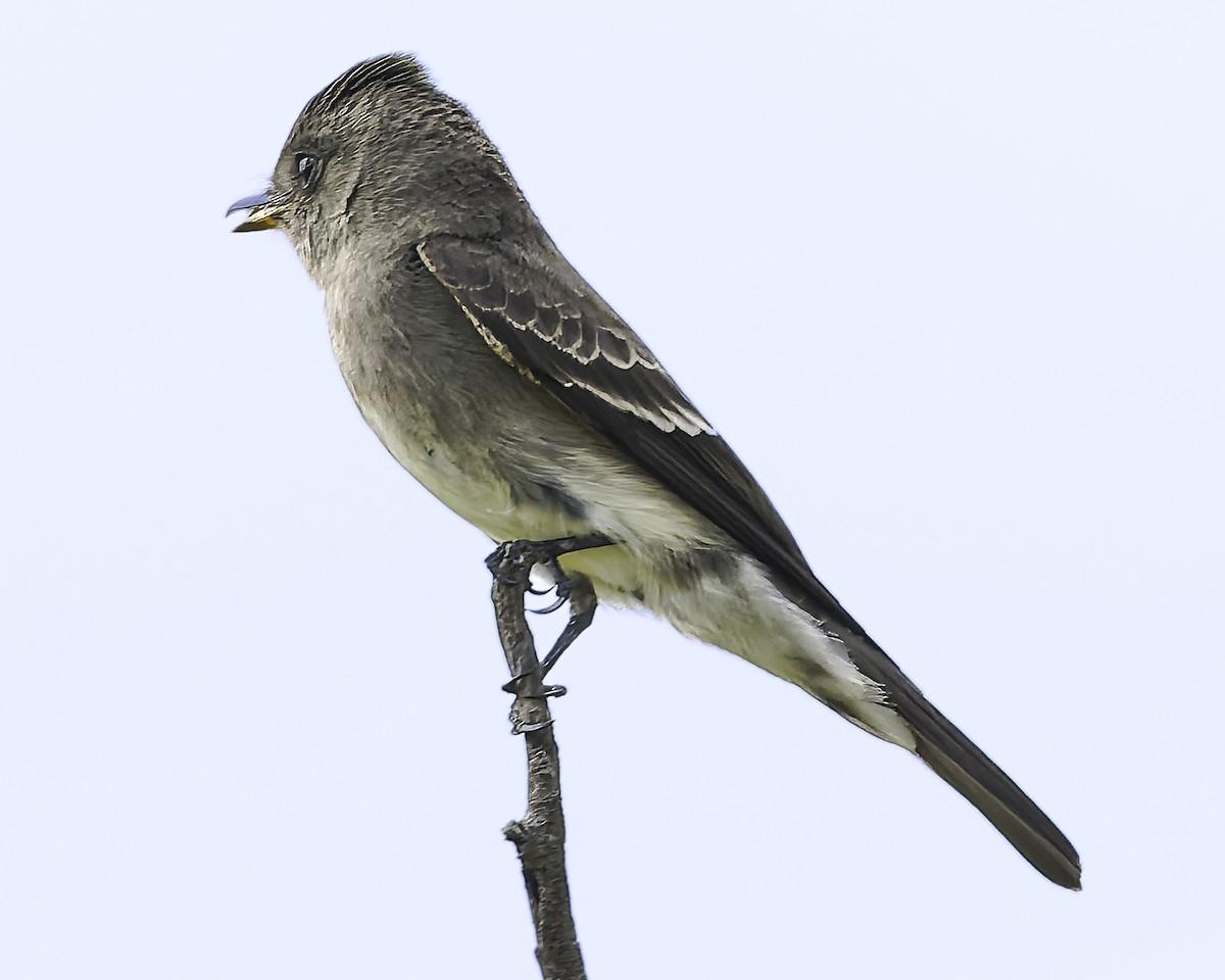 Olive-sided Flycatcher - ML647896074