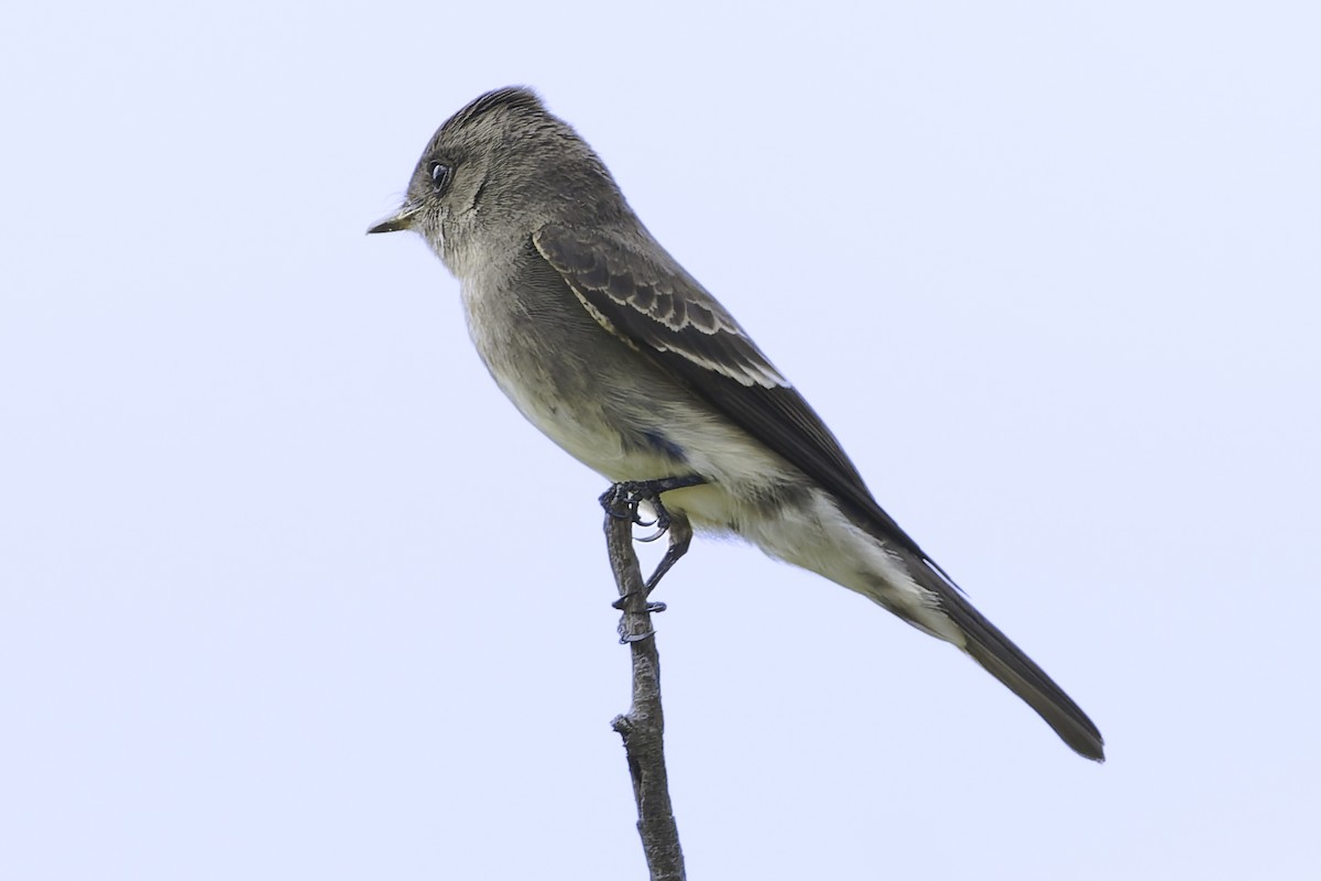 Western Wood-Pewee - ML647896075