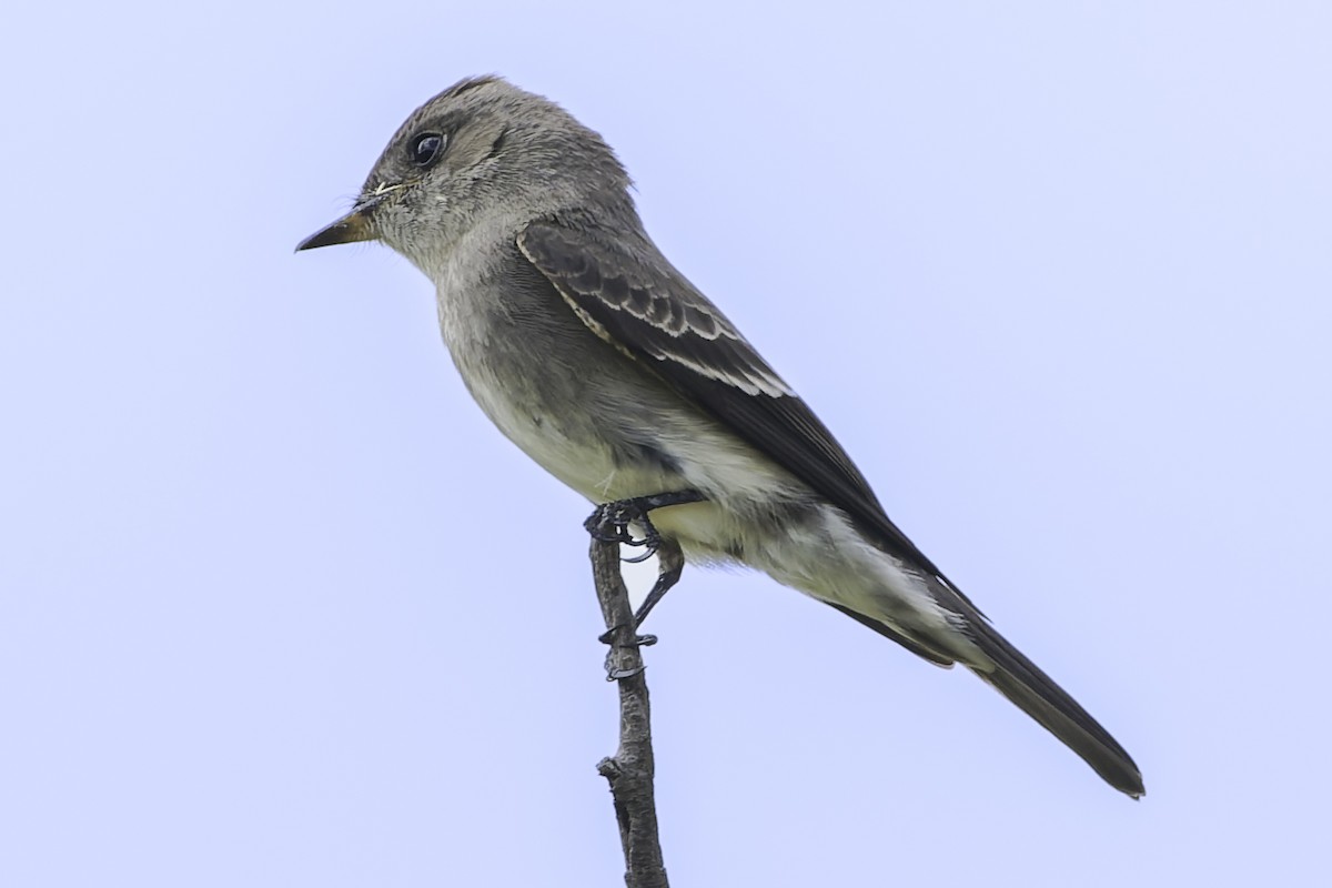 Olive-sided Flycatcher - ML647896076