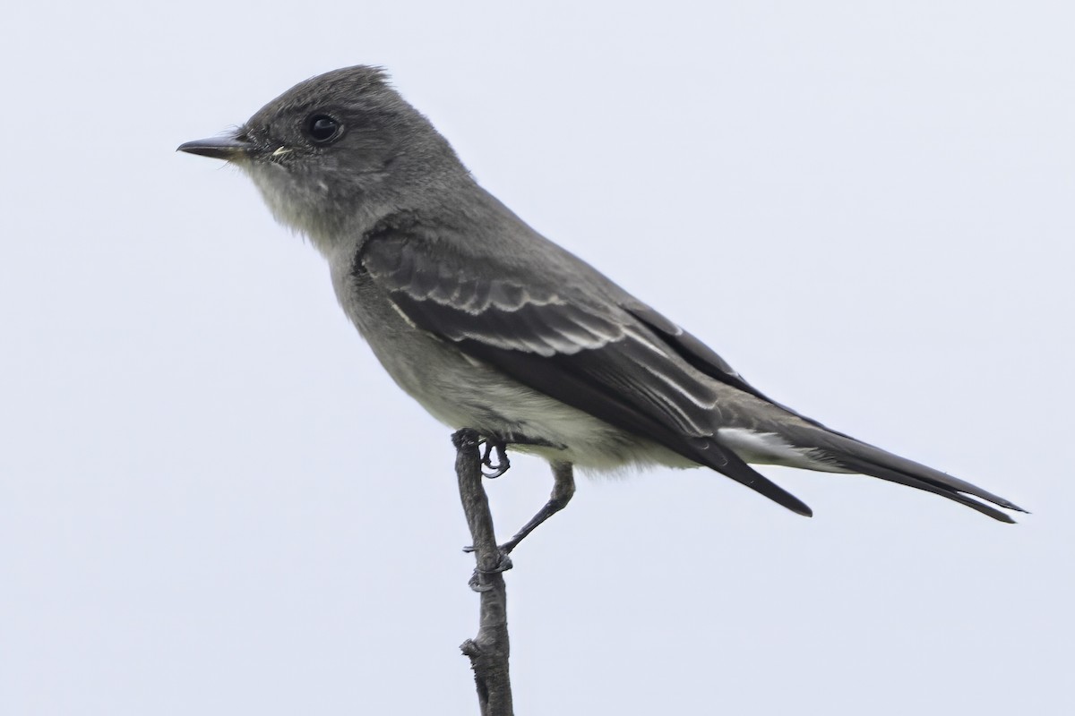 Olive-sided Flycatcher - ML647896077