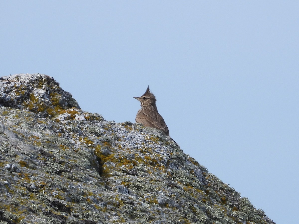 Kutturlio mokolaburra - ML647896078