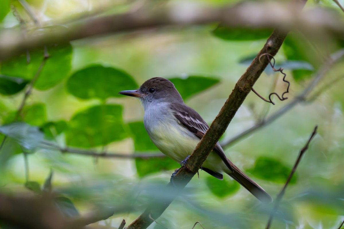 Grenada Flycatcher - ML647896079