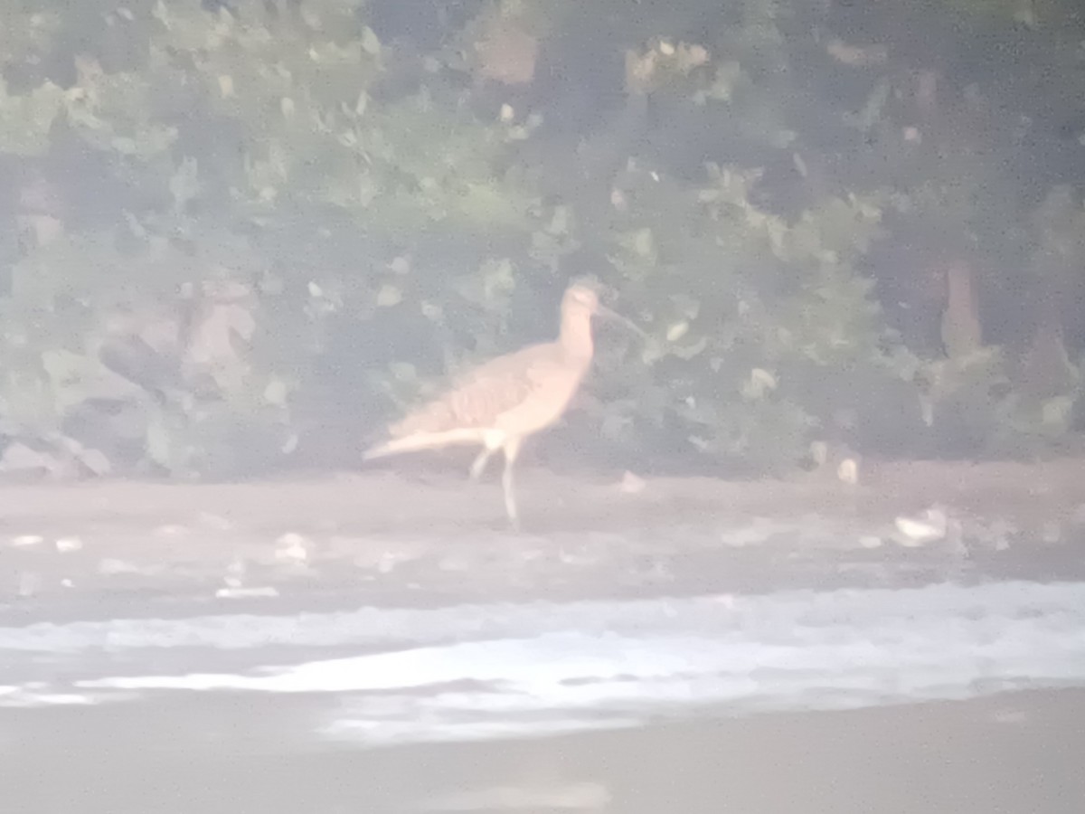 Kurlinta handia - ML647896081