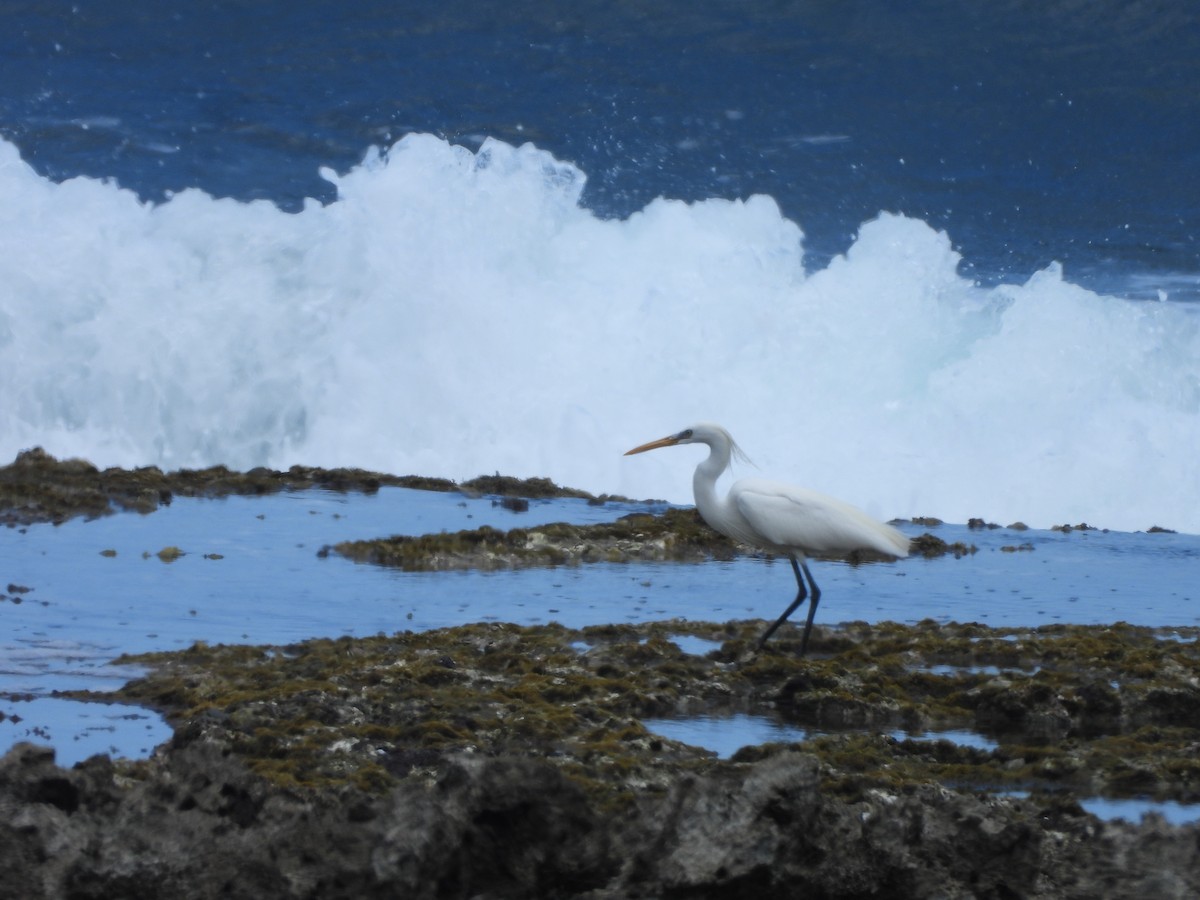 Chinese Egret - ML647896082