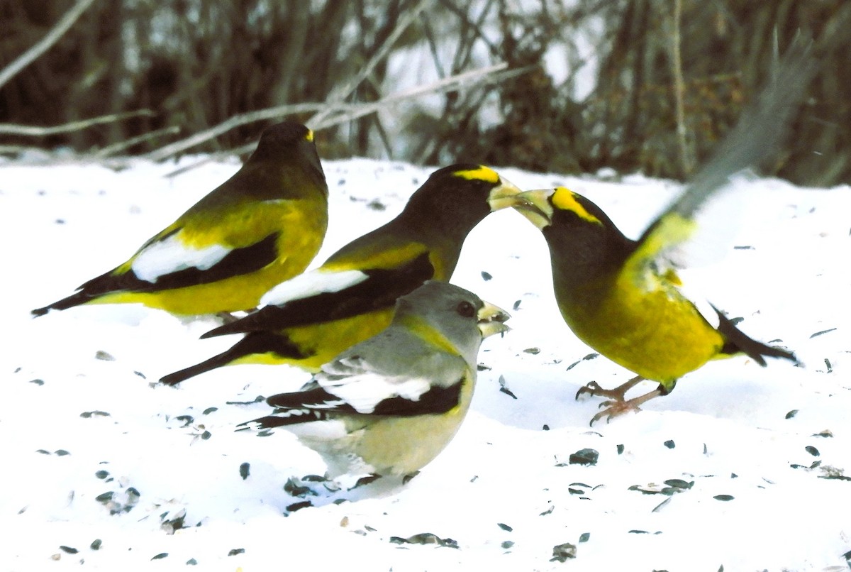 Mokolodi bekainoria - ML647896083