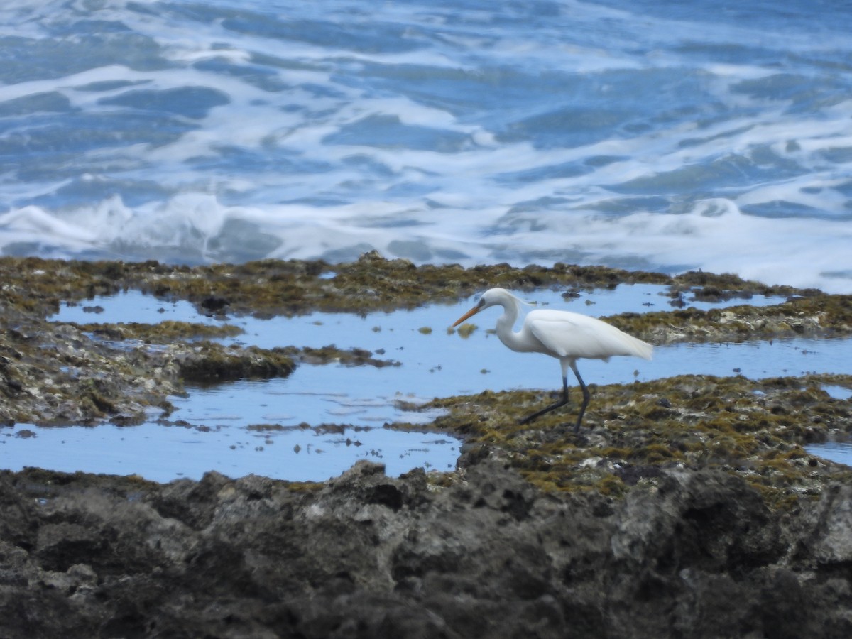 Chinese Egret - ML647896084