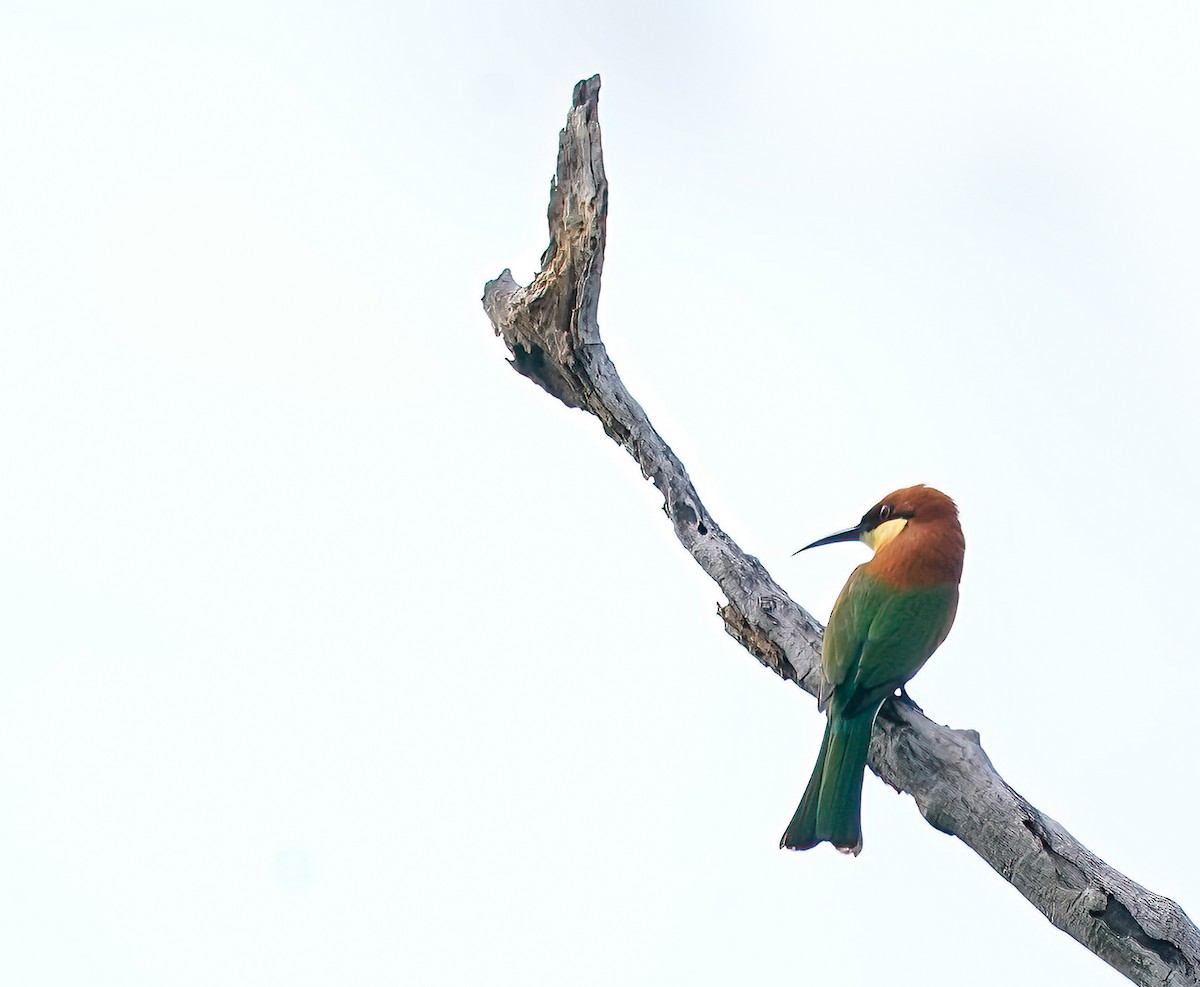 Chestnut-headed Bee-eater - ML647896085